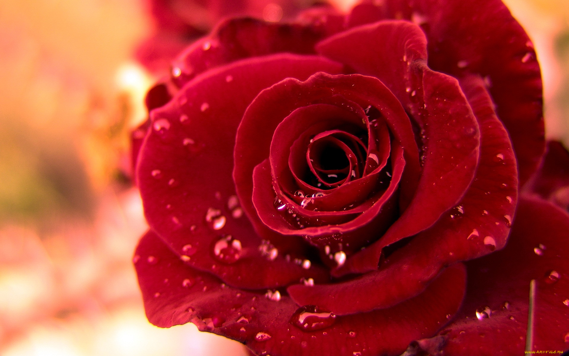 , , rose, , blossoms, leaves, petals, bud, , , , 